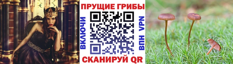 Купить закладки  Суровикино  Галлюциногенные грибы Psilocybe 